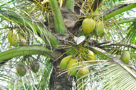  The Origin of the Coconut Palm: An Epic Journey Through Filipino Mythology!